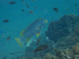 Image of Diagonal banded sweetlips