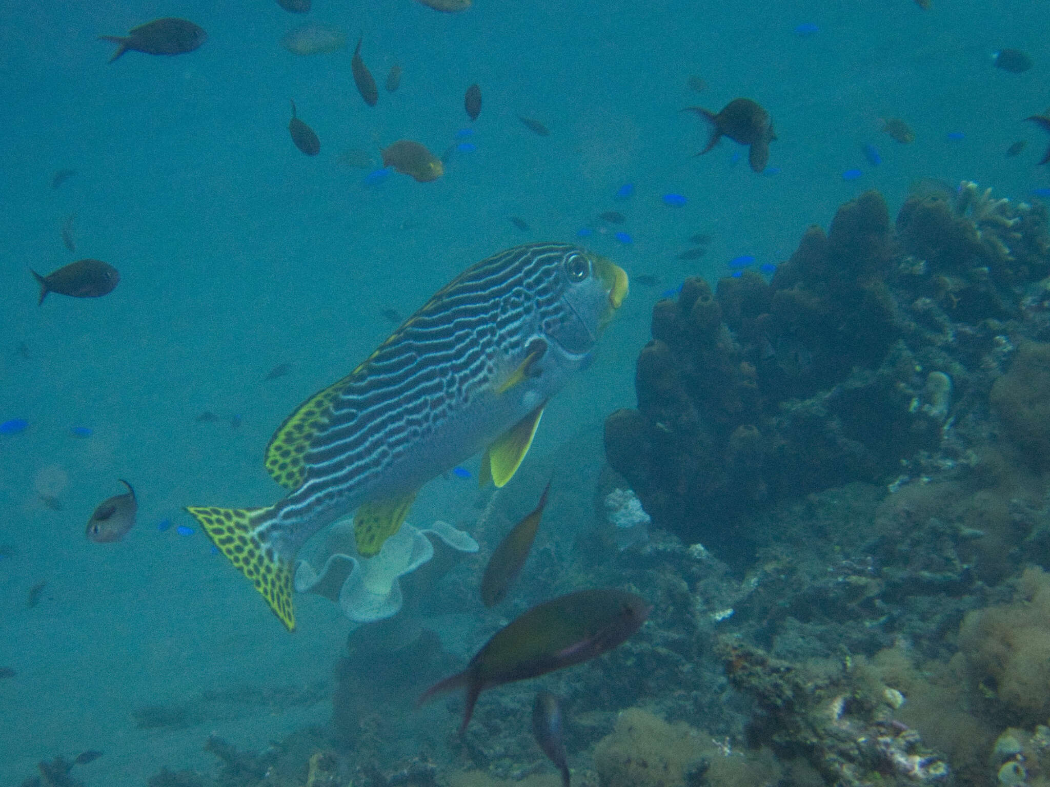 Image of Diagonal banded sweetlips