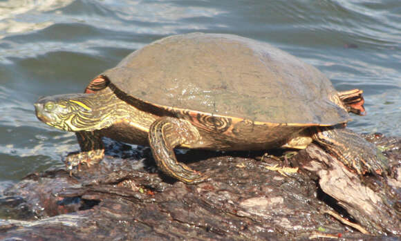 Image of Texas River Cooter