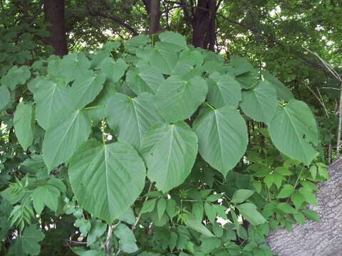 Image of American Basswood