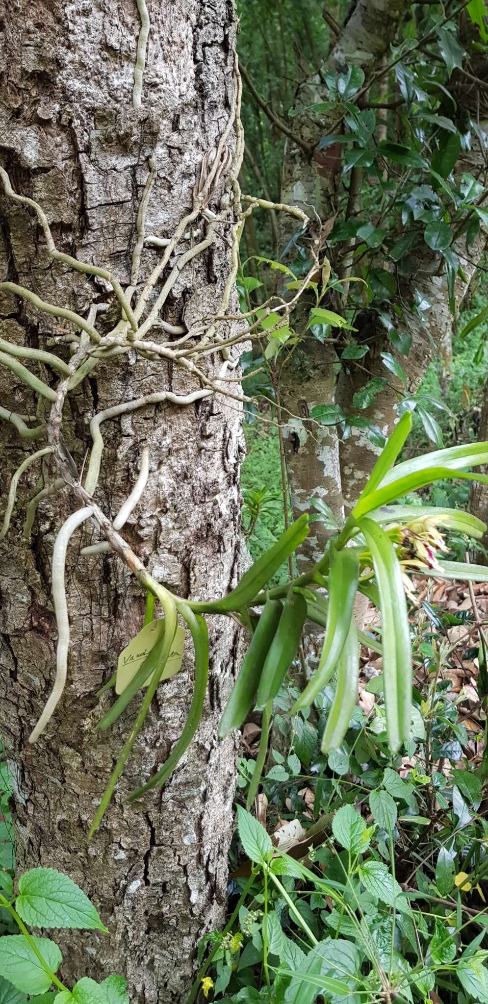 Image of Vanda cristata Wall. ex Lindl.