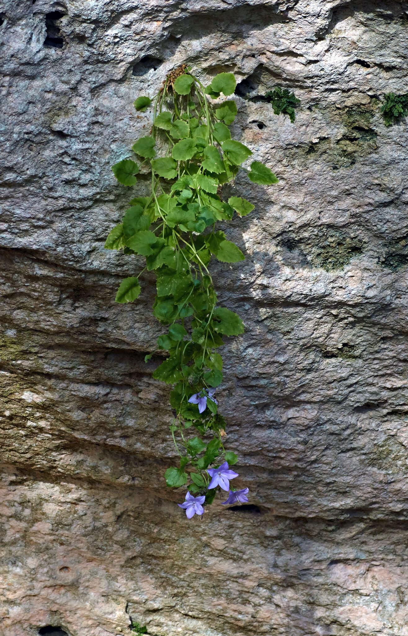 Image of Campanula isophylla Moretti