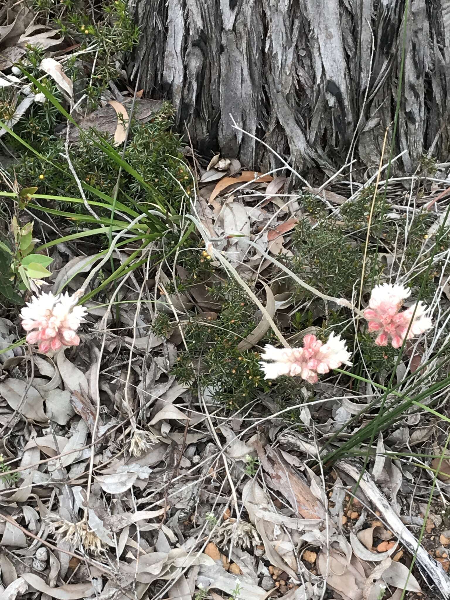 Image of Conostylis setosa Lindl.