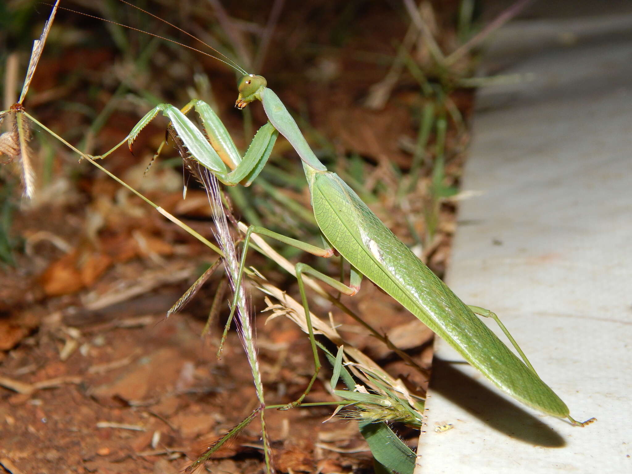 Image of African mantis