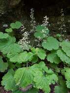 Image of littleleaf alumroot