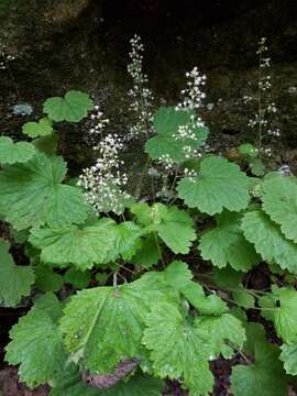 Image of littleleaf alumroot