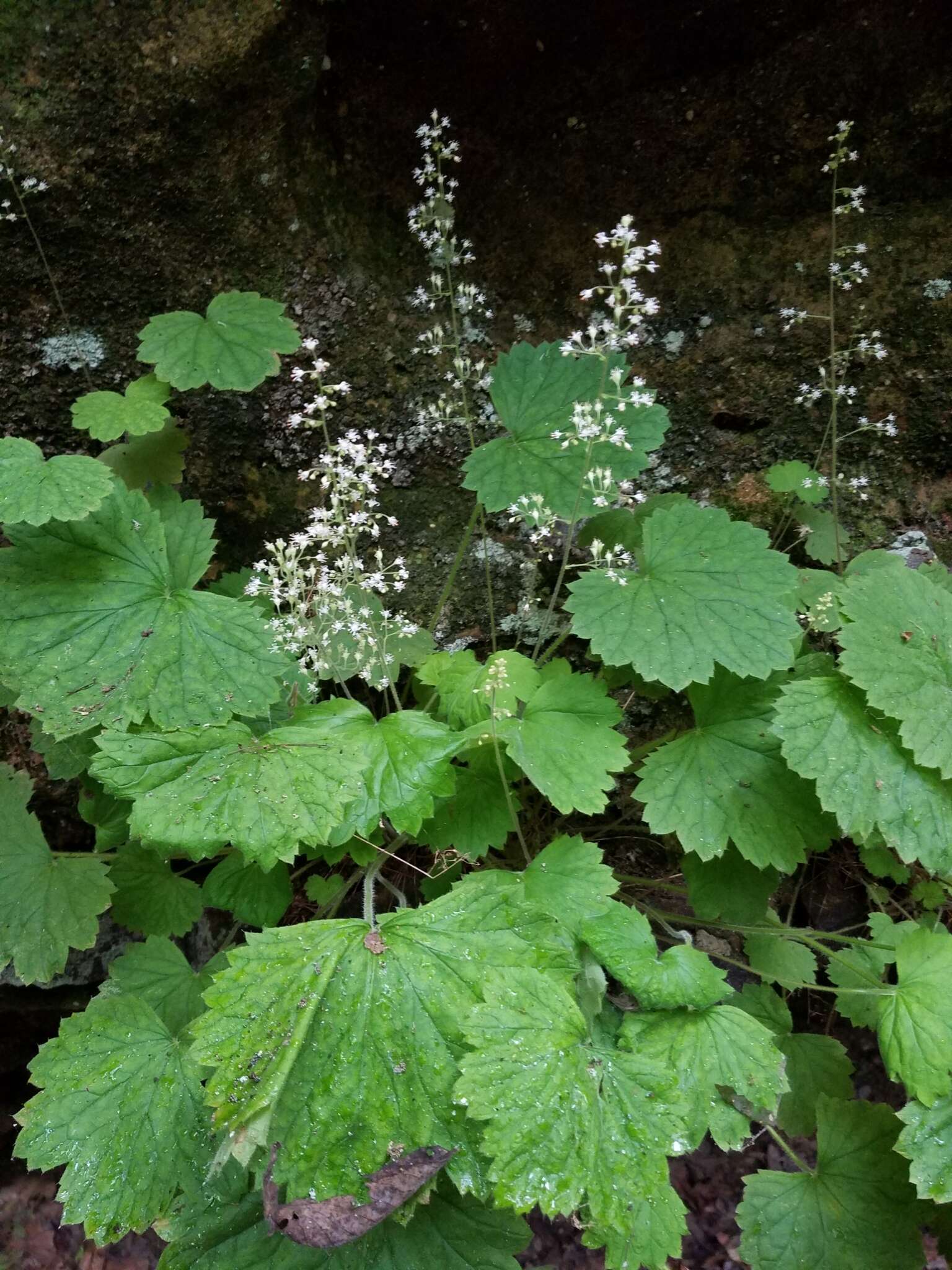 Image of littleleaf alumroot