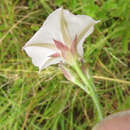 Convolvulus farinosus L. resmi