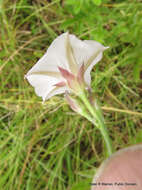 Image de Convolvulus farinosus L.