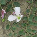 Image of Capparis spinosa var. herbacea (Willd.) Fici