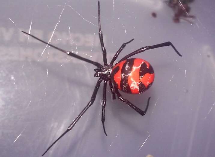 Plancia ëd Latrodectus curacaviensis (Müller 1776)