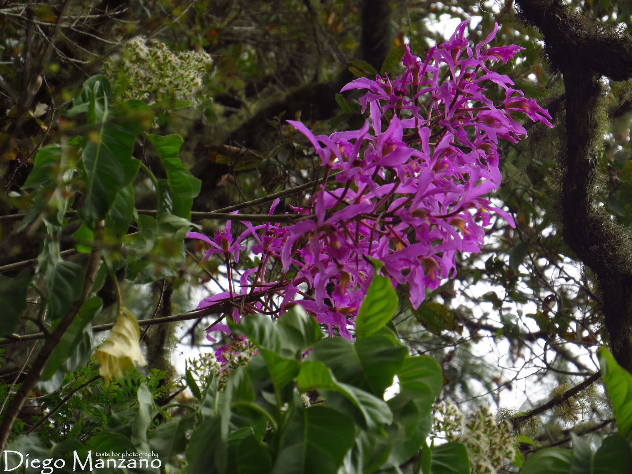 Plancia ëd Laelia superbiens Lindl.