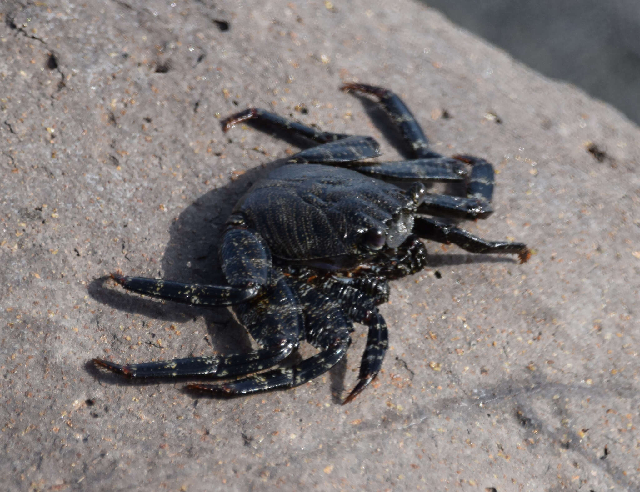 Image of Grapsus adscensionis (Osbeck 1765)