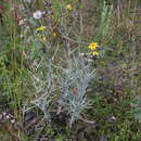 Image of Senecio stoechadiformis DC.