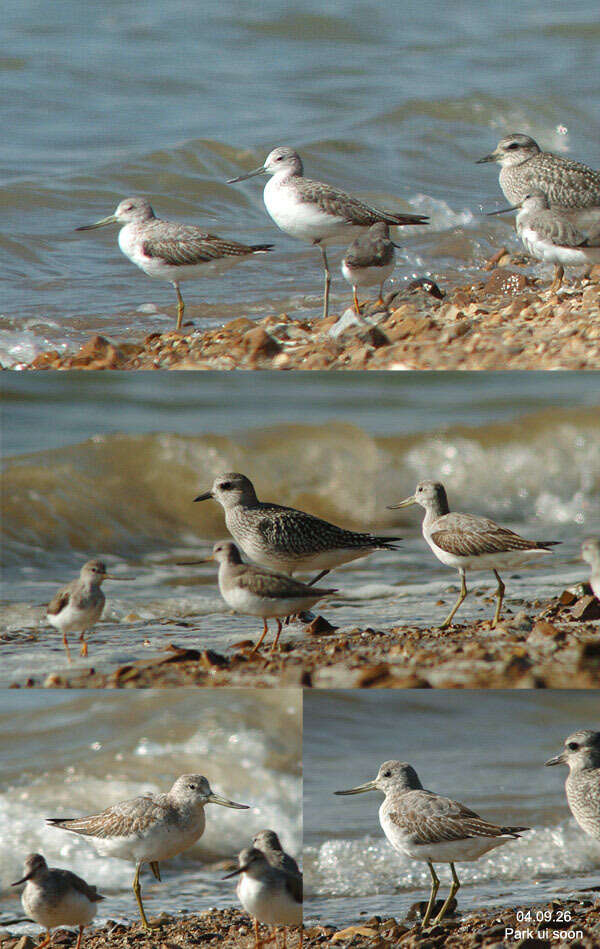 Image of Nordmann's Greenshank