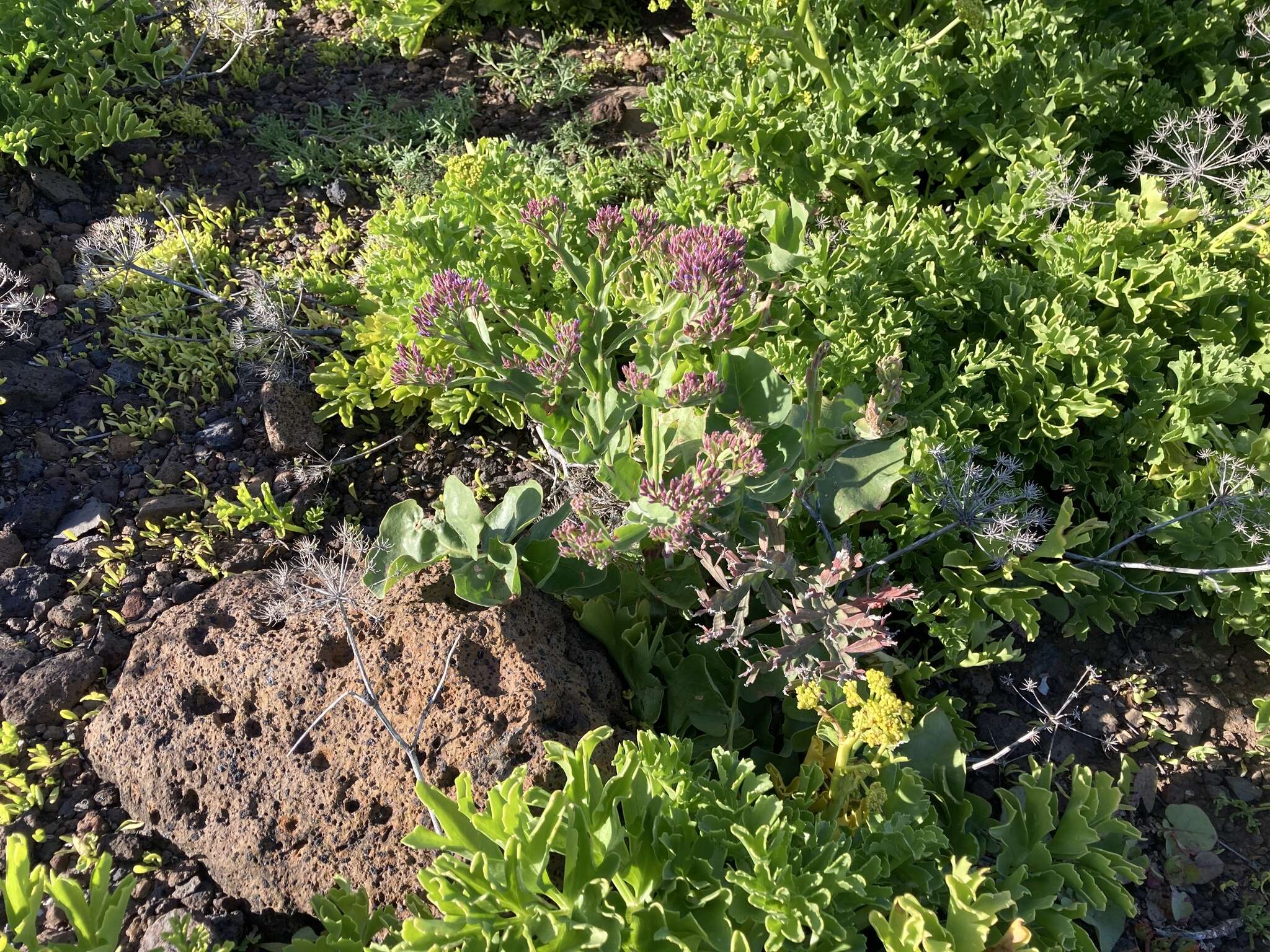 Image of Limonium imbricatum (Webb ex Girard) Hubbard ex L. H. Bailey