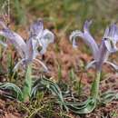 Image of Iris subdecolorata Vved.