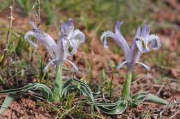 Image of Iris subdecolorata Vved.