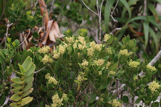 Image de Olea capensis subsp. enervis (Harv.) I. Verd.