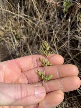 Image of Wright's lipfern