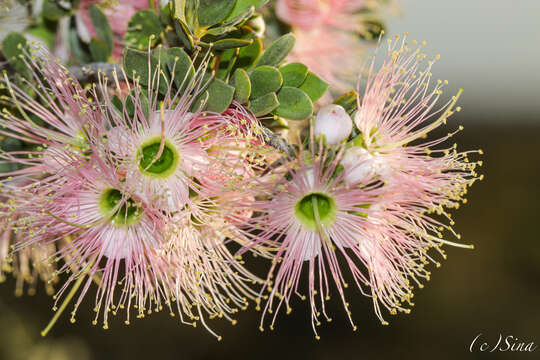 Image of Kunzea pulchella (Lindl.) A. S. George