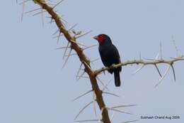 Image of Black-billed Barbet