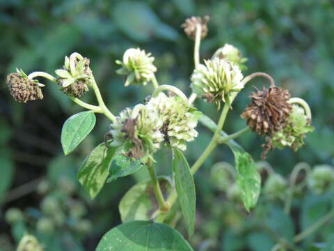 Image of Montanoa atriplicifolia (Pers.) Sch. Bip.