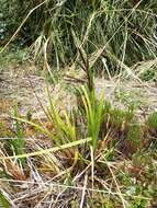 Image of Carex donnell-smithii L. H. Bailey