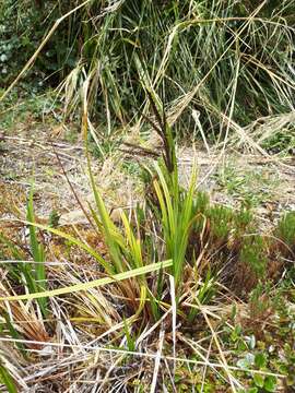 Image of Carex donnell-smithii L. H. Bailey