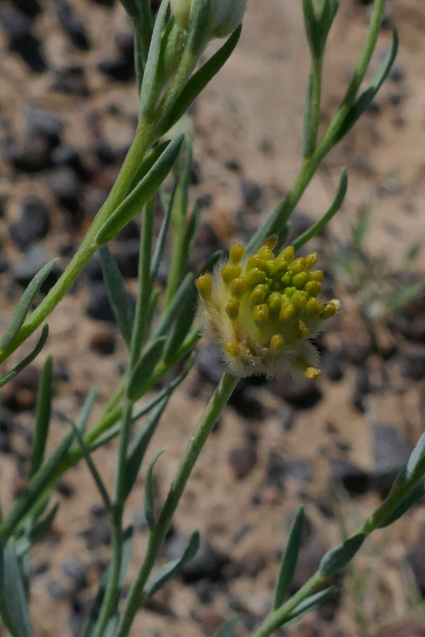 Image of Pimelea simplex subsp. continua (J. Black) Threlfall