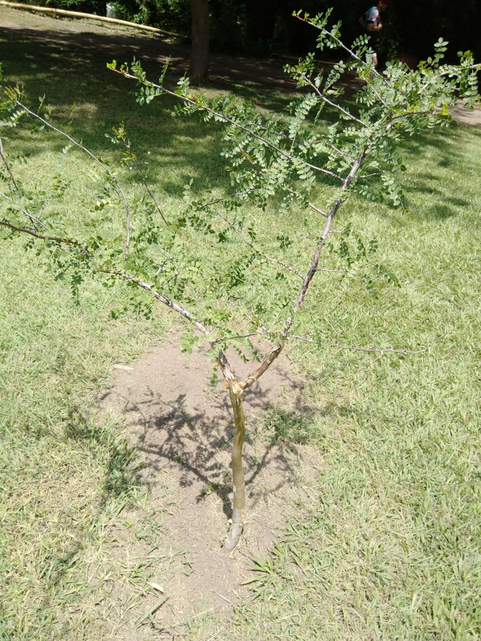 Image of Bursera aptera Ramirez