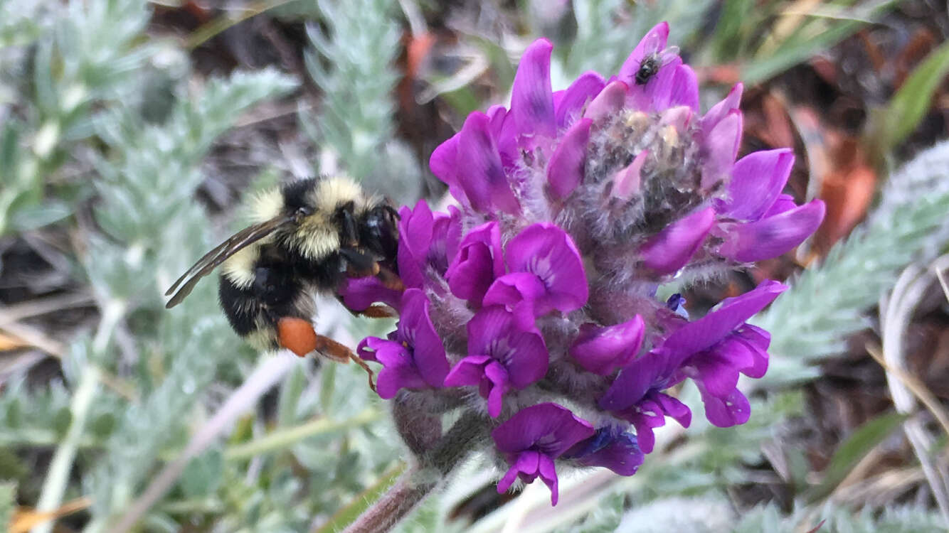 Image of Bombus vancouverensis nearcticus Handlirsch 1888