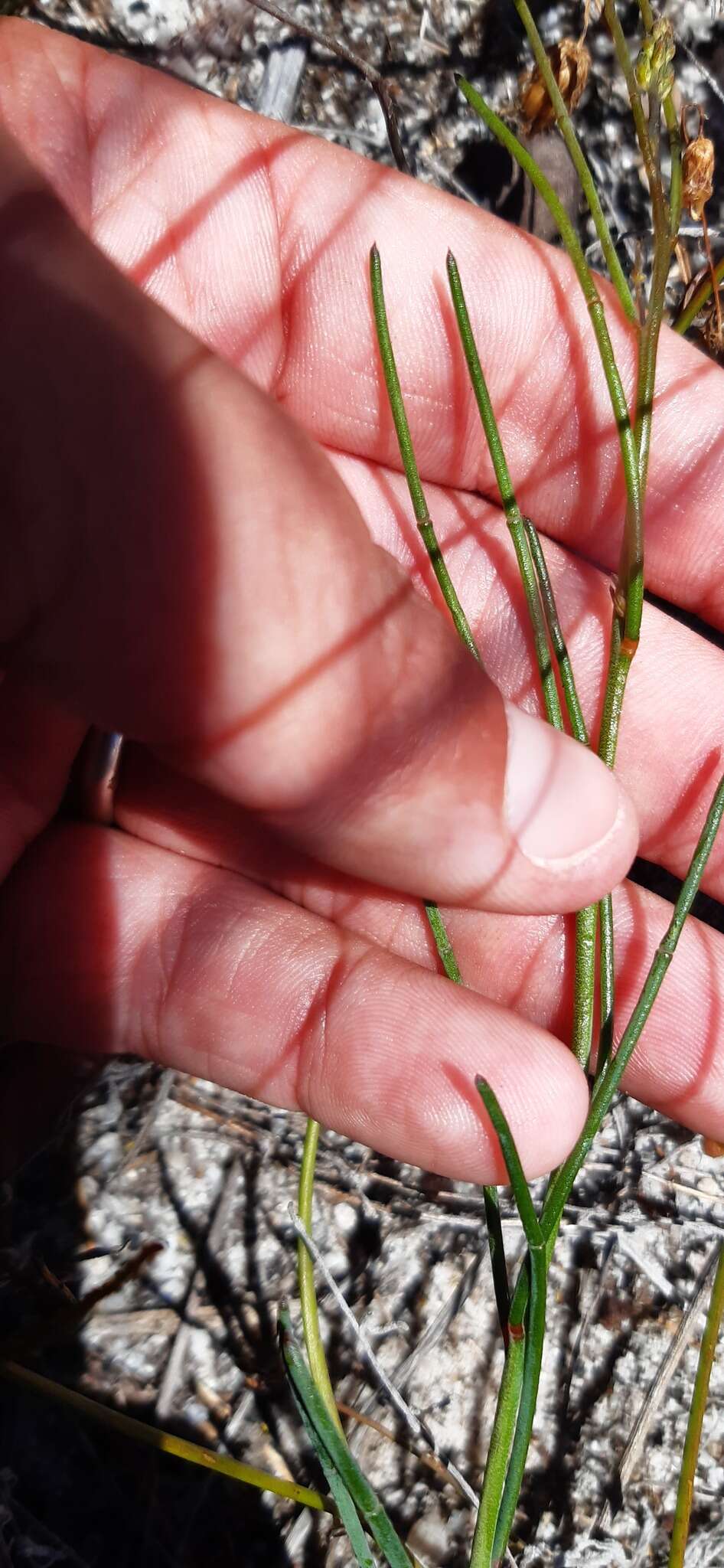 Image of Lebeckia contaminata (L.) Thunb.