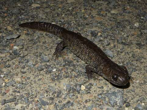 Image of Great Crested Newt