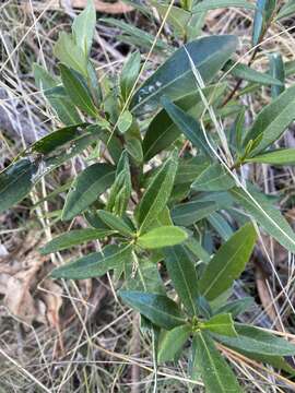 Image of viscid daisybush