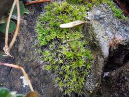 Image of grimmia dry rock moss