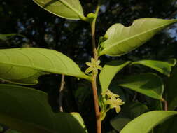 صورة Phyllanthus hohenackeri Müll. Arg.