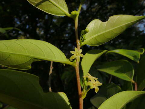 Image of Phyllanthus hohenackeri Müll. Arg.