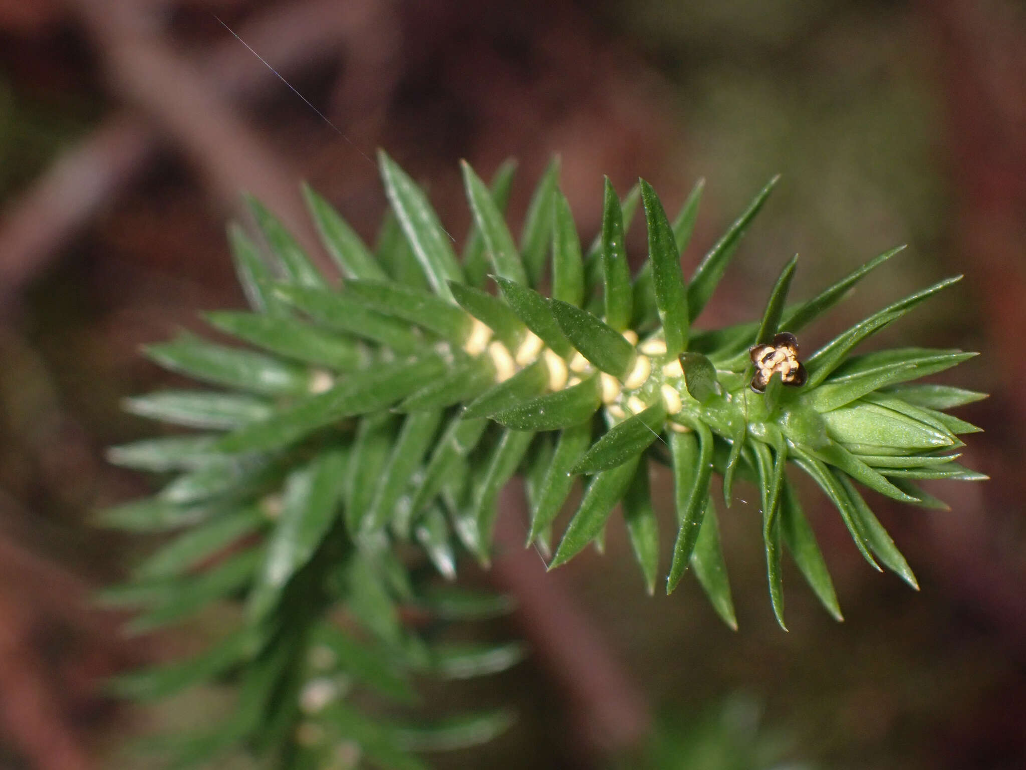 Image of western clubmoss