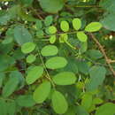 Image of Indigofera salmoniflora Rose