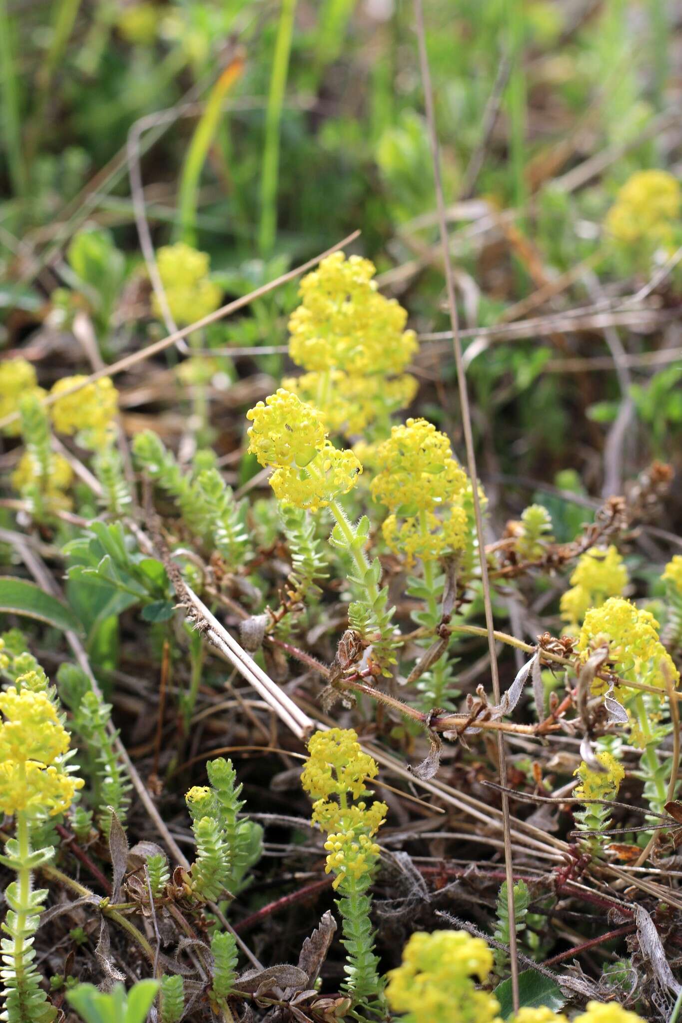 Image of Cruciata taurica (Pall. ex Willd.) Ehrend.