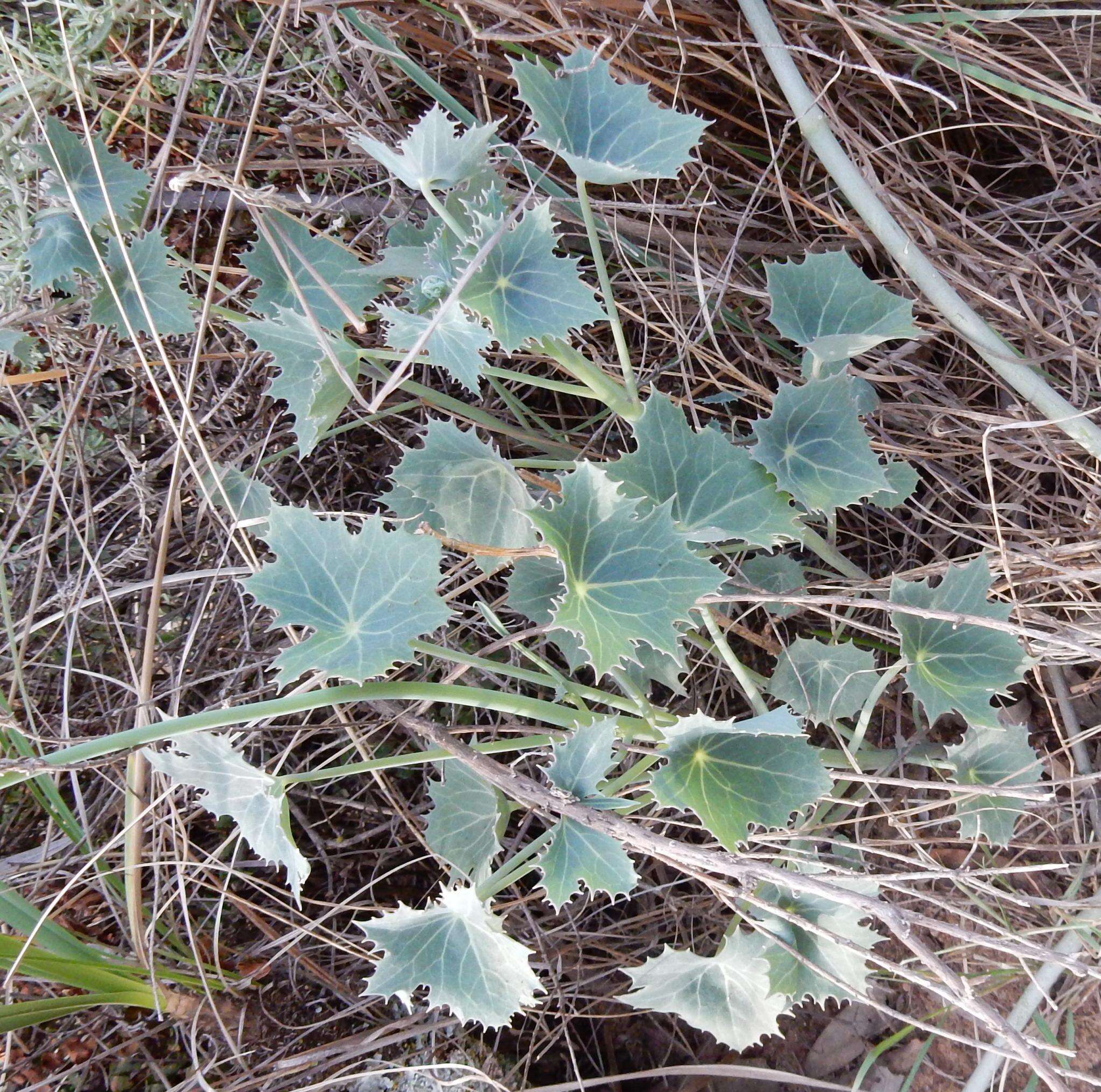 Imagem de Senecio oxyriifolius DC.