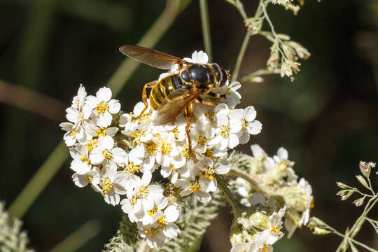 Imagem de Hadromyia pulchra (Williston 1882)