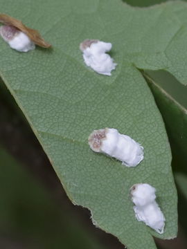 Image of <i>Pulvinaria hydrangeae</i> Steinweden 1946