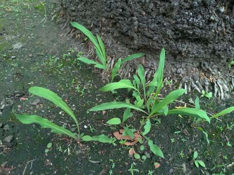 Image of Ixeris chinensis (Thunb.) Kitag.