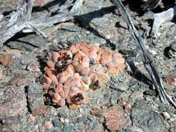 Image of Crassula elegans Schönl. & Baker fil.