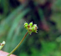 Imagem de Hydrocotyle ramiflora Maxim.