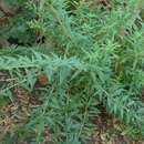 Image of Aloysia polystachya (Griseb.) Moldenke