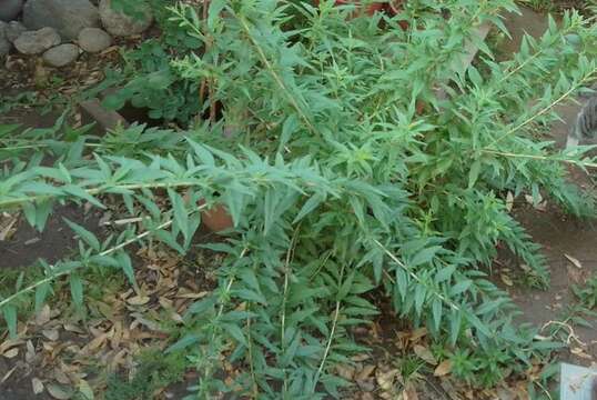 Image of Aloysia polystachya (Griseb.) Moldenke