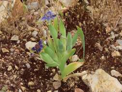 Image of Ferraria uncinata Sweet